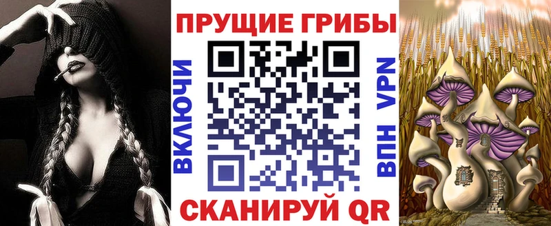Галлюциногенные грибы Psilocybine cubensis  Заозёрск 